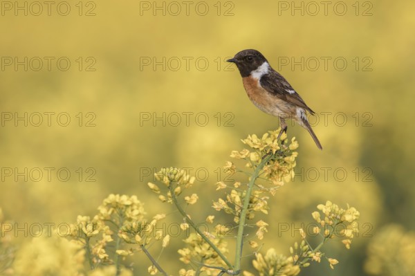 European Stonechat (Saxicola rubicola) male perched in a rape field, Poland