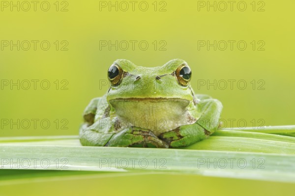European tree frog, Hyla arborea, sitting on grass straw with clear green background. Nice green amphibian in nature habitat. Wild frog on meadow near the river, habitat