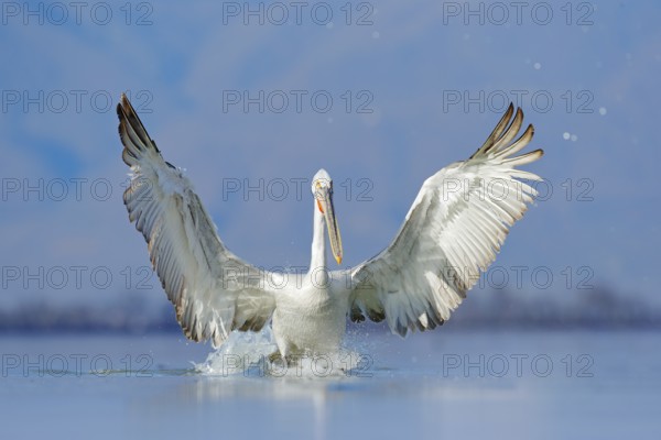 Dalmatian pelican, Pelecanus crispus, in Lake Kerkini, Greece. Palican with open wing, hunting animal. Wildlife scene from Europe nature. Bird on blue sky. Palican with long orange bill. Bird in fly