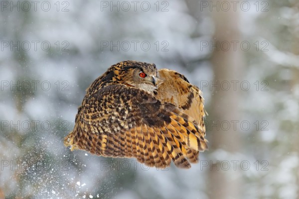 Flying Eurasian Eagle owl with open wings with snowflakes in snowy forest during cold winter