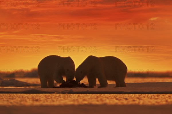 Two polar bears with killed seal. White bear feeding on drift ice with snow, Svalbard, Norway. Bloody nature with big animals. Dangerous baer with carcass. Arctic wildlife, animal food behaviour