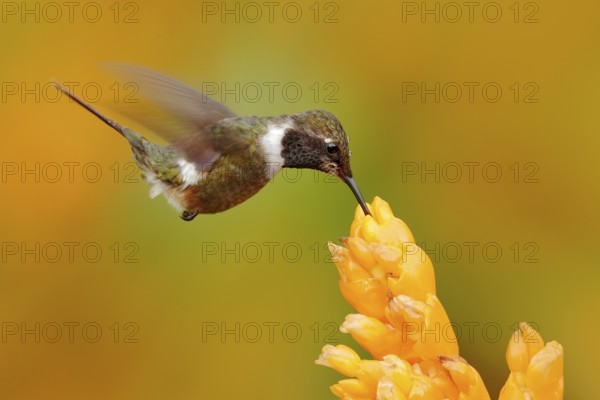 Humminbird frm Colombia in the bloom flower, Colombia, wildlife from tropic jungle. Wildlife scene from nature. Hummingbird with pink flower, in flight