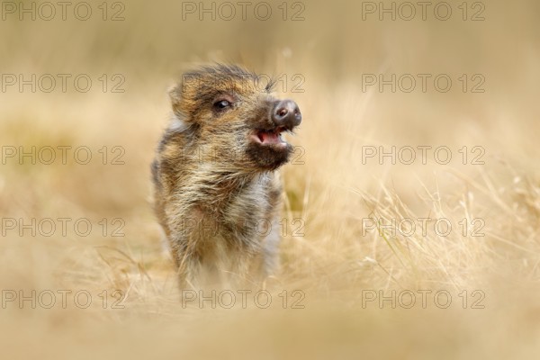 Cute animal in forest. Portrait of wild pig, grass meadow. Young Wild boar, Sus scrofa, running in the grass meadow, red autumn forest in background, animal in the grass habitat, France, wildlife
