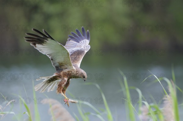 Rohrweihe, lat. Circus aeruginosus; Männchen im Flug mit Kaninchenbein als Beute über Schilfkante