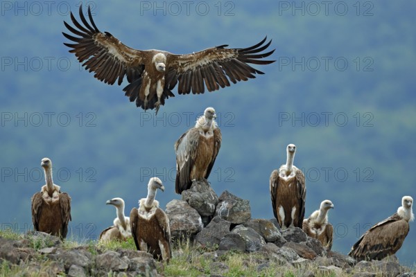 Griffon Vulture, Gyps fulvus, big birds of prey sitting on stone, rock mountain, nature habitat, Madzarovo, Bulgaria, Eastern Rhodopes. Wildlife scene, hide. Wildlife scene, Balkan. Group of vultures