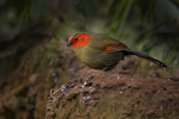 Scarlet-faced liocichla, Liocichla ripponi, bird with red face from Vietnam and China. Animal from Asia. Ground bird in the nature habitat