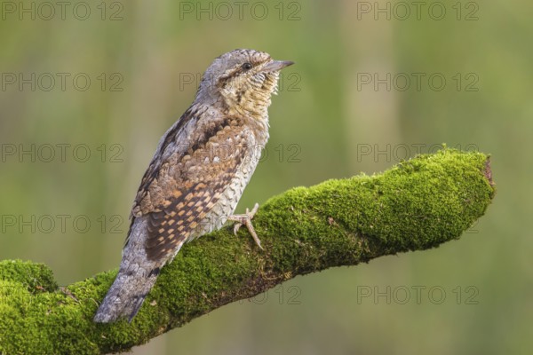 Eurasian Wryneck (Jynx torquilla) male perched on a mossy branch, Poland