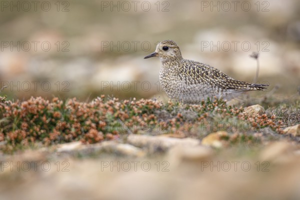 European golden plover (Pluvialis apricaria), resting during his migration travel to the south, Asturias, Spain
