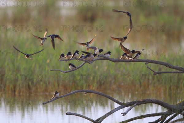 Barn Swallow & Sand Martin (Hirundo rustica & Riparia riparia), Mallorca, Spain