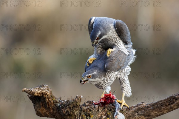 Northern Goshawk (Accipiter gentilis) pair mating, Zaragoza, Spain