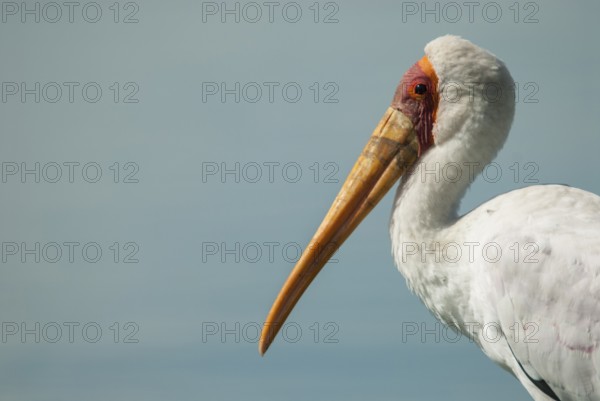 Yellow-billed Stork (Mycteria ibis), Mpumalanga, South Africa