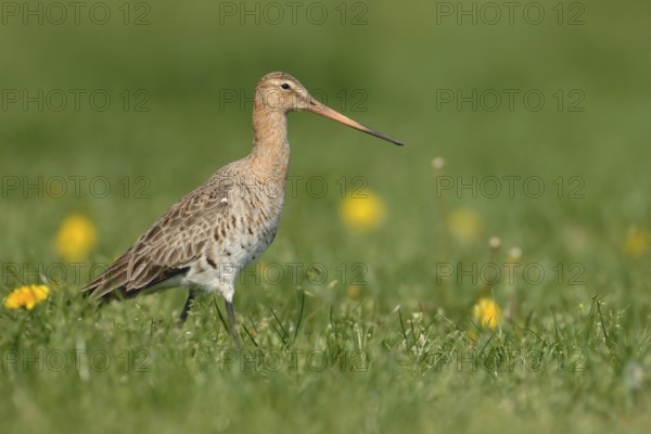 Black-tailed Godwit (Limosa limosa)