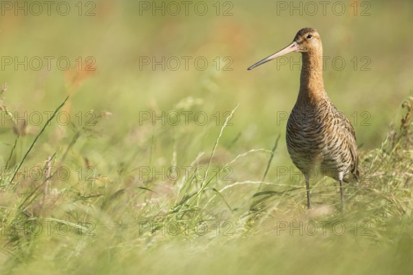 Black-tailed Godwit (Limosa limosa) male, Texel, Netherlands