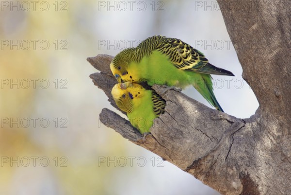Budgerigar (Melopsittacus undulatus), Queensland, Australia
