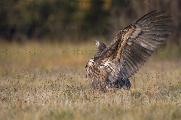 White-tailed Eagle (Haliaeetus albicilla), Kutno, Poland