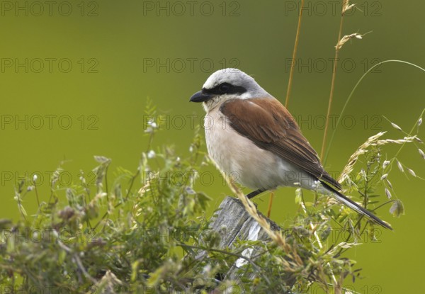 Red-backed Shrike (Lanius collurio) male, Mecklenburg-Western Pomerania, Germany