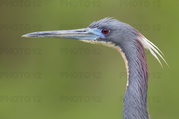 Tricolored Heron (Egretta tricolor), Florida, USA