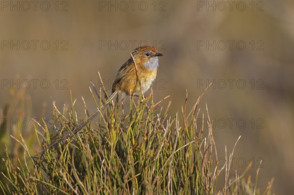 Southern Emu-wren (Stipiturus malachurus), New South Wales, Australia