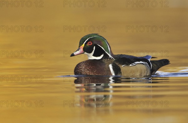 Wood Duck (Aix sponsa) male, British Columbia, Canada