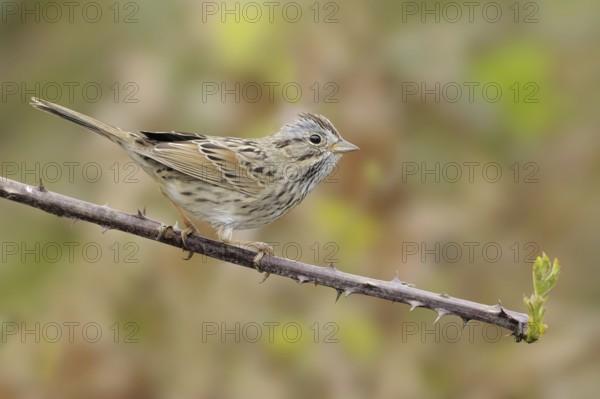 Lincoln's Sparrow (Melospiza lincolnii), British Columbia, Canada