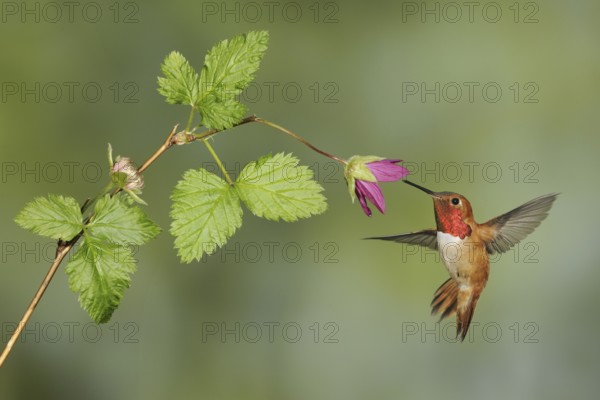Rufous Hummingbird (Selasphorus rufus) male, British Columbia, Canada