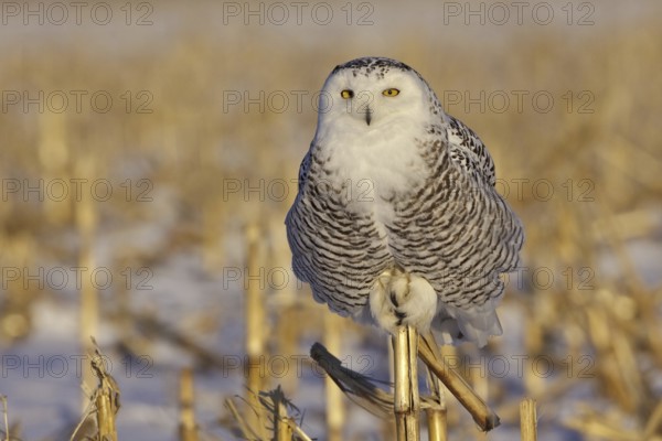 Snowy Owl (Bubo scandiacus) juvenile female, Ontario, Canada