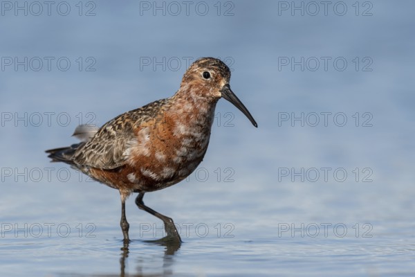 Curlew Sandpiper (Calidris ferruginea), Schleswig-Holstein, Germany
