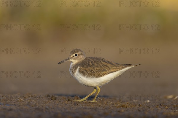 Common Sandpiper (Actitis hypoleucos), North Rhine-Westphalia, Germany