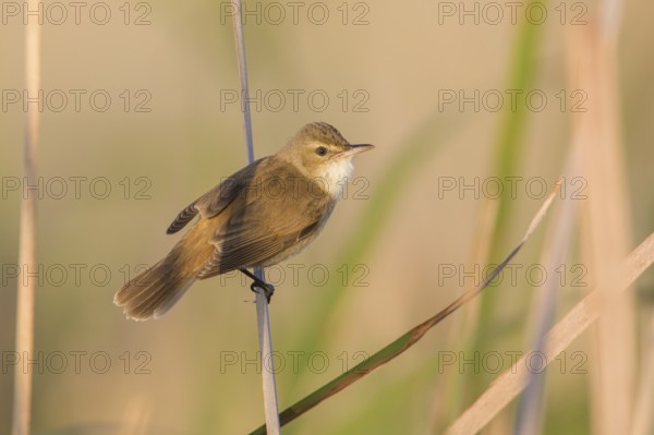Australian Reed Warbler (Acrocephalus australis) perched on a reed stalk, Victoria, Australia