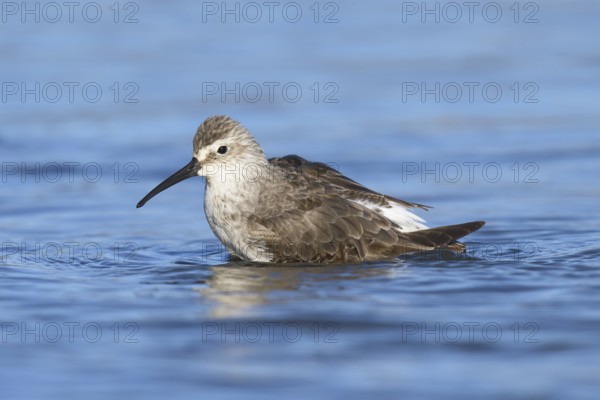Curlew Sandpiper (Calidris ferruginea), California, USA