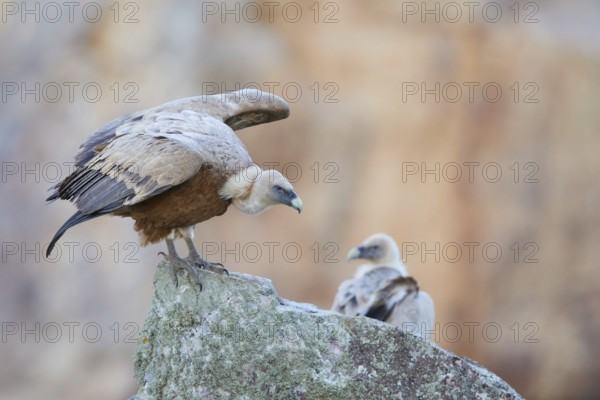 Griffon Vulture (Gyps fulvus) perched on a rock, Spain