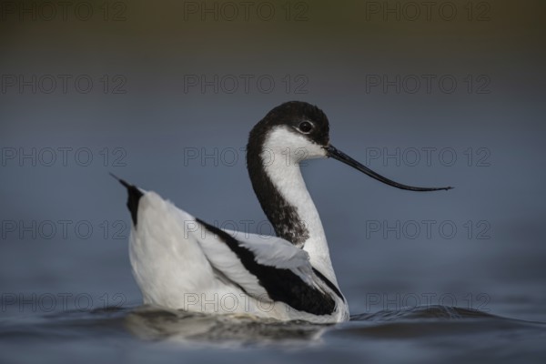 Pied Avocet (Recurvirostra avosetta), Schleswig-Holstein, Germany
