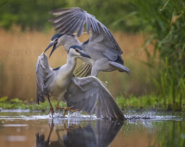 Black-crowned Night Heron (Nycticorax nycticorax) foraging, Kiskunsag National Park, Hungary