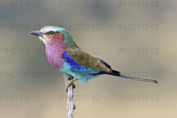 Lilac-breasted Roller (Coracias caudatus), Serengeti National Park, Tanzania