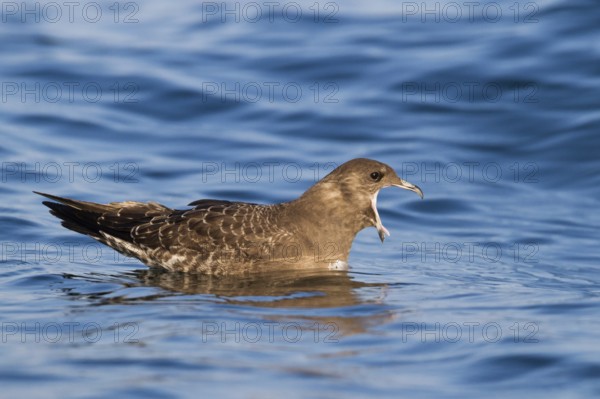 Long-tailed Jaeger (Stercorarius longicaudus), Baden-Wuerttemberg, Germany