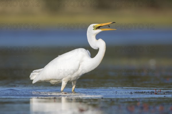 Great Egret (Ardea alba modesta) eating a small fish, Victoria, Australia