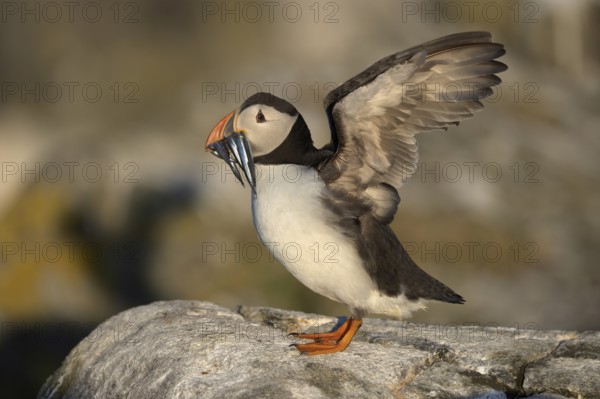 Atlantic Puffin (Fratercula arctica) with sandeels in beak, Scotland, United Kingdom