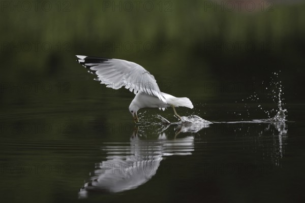 Mew Gull (Larus canus) flying, Sweden