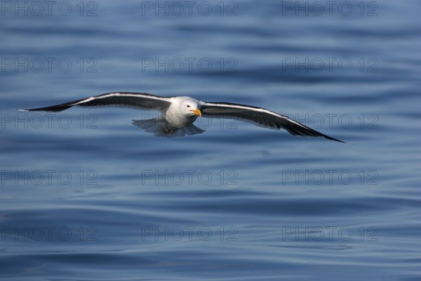 Great Black-backed Gull (Larus marinus) flying, Tromsoe, Norway