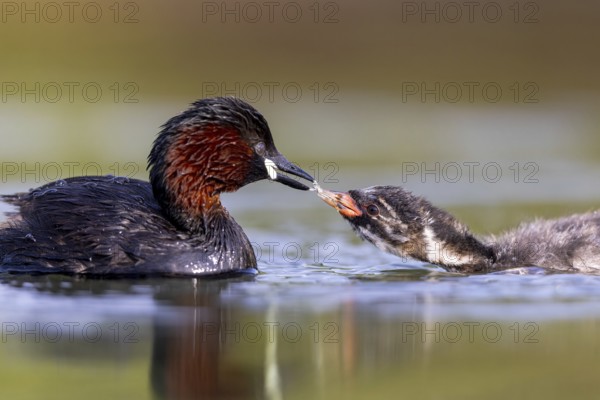Little Grebe (Tachybaptus ruficollis) adult feeding chick, North Rhine-Westphalia, Germany