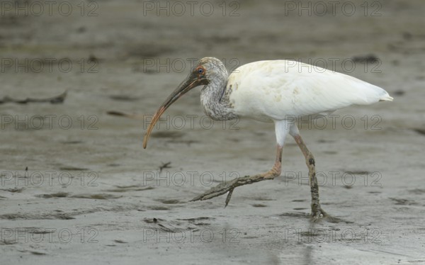 Juveniler Schneesichler (Eudocimus albus) bei der Nahrungssuche am Sierpe River