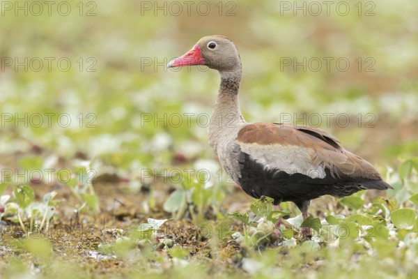 Black-bellied Whistling Duck (Dendrocygna autumnalis) in a wetland in the Pantanal of Brazil