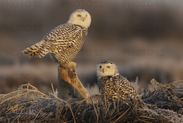 Snowy Owl (Bubo scandiacus), British Columbia, Canada