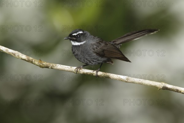 White-throated Fantail (Rhipidura albicollis), Fraser's Hill, Malaysia