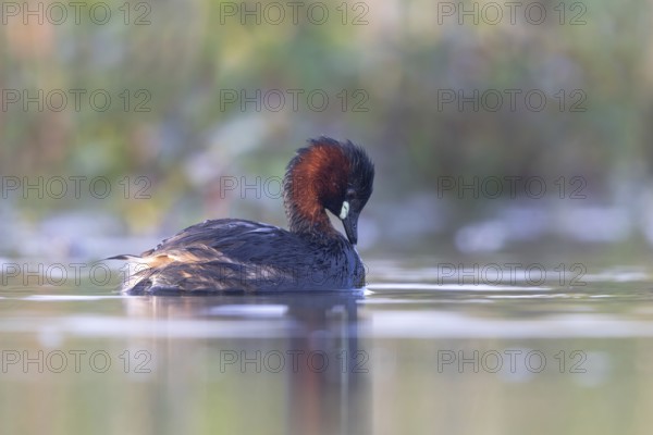 Little Grebe (Tachybaptus ruficollis), North Rhine-Westphalia, Germany