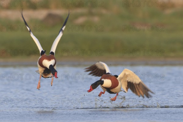 Common Shelduck (Tadorna tadorna) male, Netherlands