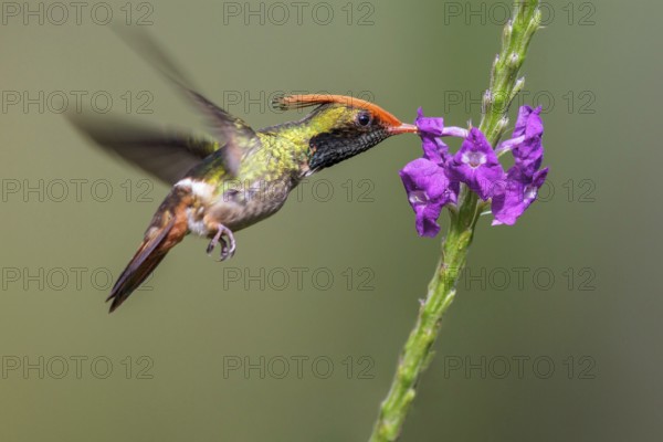 Rufous-crested Coquette (Lophornis delattrei) flying while feeding at a flower in Manu National Park, Peru
