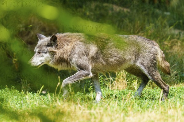 A grey wolf moves cautiously through the tall grass, Timberwolf, wolf, American wolf, (Canis lupus lycaon), Germany