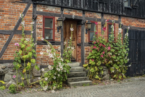 Hollyhocks (Alcea rosea) at a gate in a half-timbered house facing the street in Ystad, Skåne County, Sweden, Scandinavia