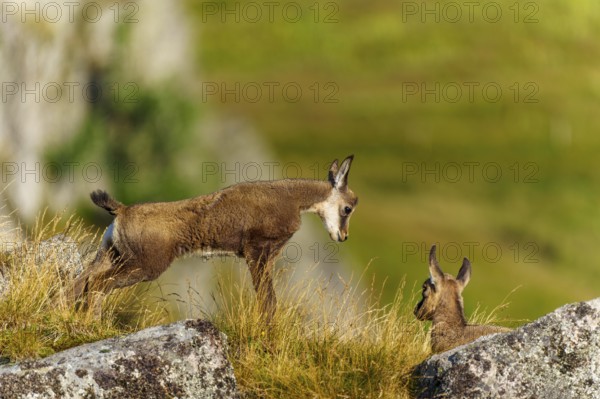 Encounter between two chamois on a grassy hilltop, chamois, chamois, (Rupicapra rupicaprae), fawn, wildlife, Vosges, France